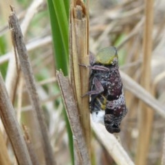 Platybrachys decemmacula (Green-faced gum hopper) at Yass River, NSW - 1 Nov 2020 by SenexRugosus