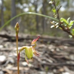 Caleana minor (Small Duck Orchid) at Yass River, NSW - 1 Nov 2020 by SenexRugosus
