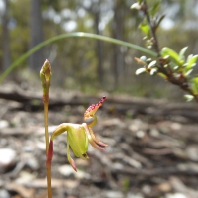 Caleana minor (Small Duck Orchid) at Yass River, NSW - 1 Nov 2020 by SenexRugosus