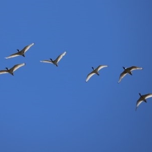 Threskiornis molucca at Macarthur, ACT - 1 Nov 2020