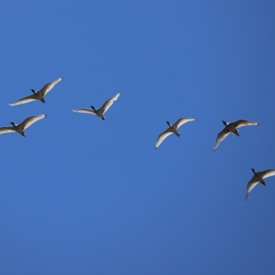 Threskiornis molucca (Australian White Ibis) at Macarthur, ACT - 1 Nov 2020 by RodDeb