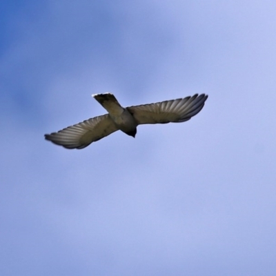 Coracina novaehollandiae (Black-faced Cuckooshrike) at Macarthur, ACT - 1 Nov 2020 by RodDeb