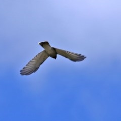 Coracina novaehollandiae at Macarthur, ACT - 1 Nov 2020