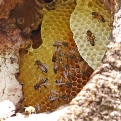 Apis mellifera (European honey bee) at Macarthur, ACT - 1 Nov 2020 by RodDeb