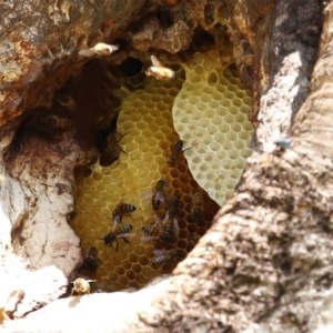 Apis mellifera at Macarthur, ACT - 1 Nov 2020