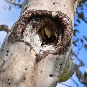 Apis mellifera at Macarthur, ACT - 1 Nov 2020