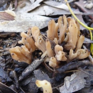 Clavulina sp. at Yass River, NSW - 31 Oct 2020