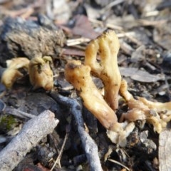 Clavulina sp. at Yass River, NSW - 31 Oct 2020