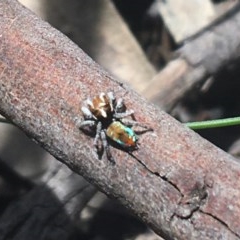 Maratus calcitrans (Kicking peacock spider) at Acton, ACT - 1 Nov 2020 by NedJohnston