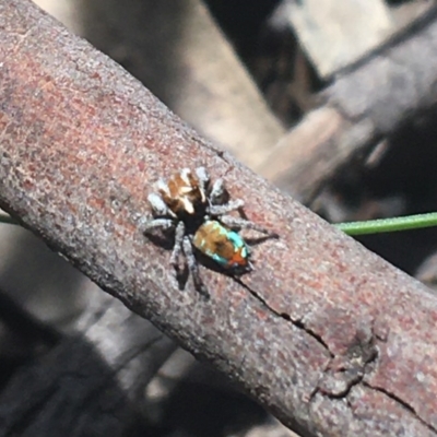 Maratus calcitrans (Kicking peacock spider) at Acton, ACT - 1 Nov 2020 by NedJohnston