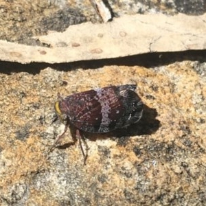 Platybrachys decemmacula at Acton, ACT - 1 Nov 2020