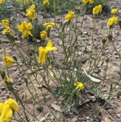 Goodenia pinnatifida (Scrambled Eggs) at Red Hill to Yarralumla Creek - 31 Oct 2020 by KL