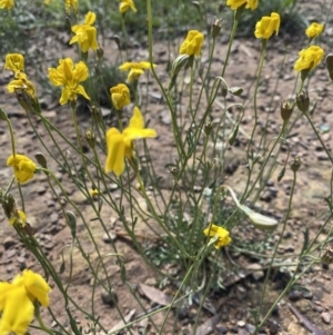 Goodenia pinnatifida at Deakin, ACT - 1 Nov 2020