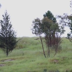 Callitris glaucophylla (White Cypress Pine) at West Wodonga, VIC - 1 Nov 2020 by Kyliegw