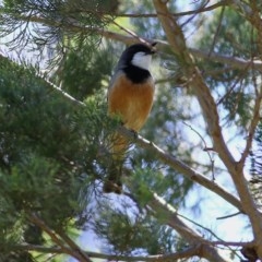 Callitris glaucophylla at Felltimber Creek NCR - 1 Nov 2020 11:45 AM