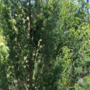 Callitris glaucophylla at Felltimber Creek NCR - 1 Nov 2020 11:45 AM
