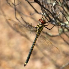 Hemicordulia tau (Tau Emerald) at Gigerline Nature Reserve - 1 Nov 2020 by trevsci