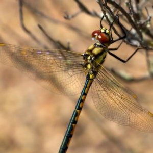 Hemicordulia tau at Tuggeranong DC, ACT - 1 Nov 2020 11:26 AM