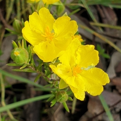 Hibbertia calycina (Lesser Guinea-flower) at Cook, ACT - 12 Oct 2020 by drakes