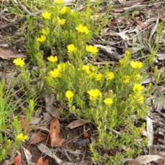 Hibbertia calycina at Cook, ACT - 12 Oct 2020