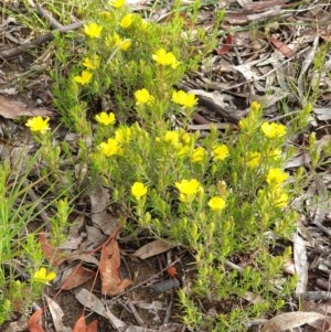 Hibbertia calycina at Cook, ACT - 12 Oct 2020 08:50 AM