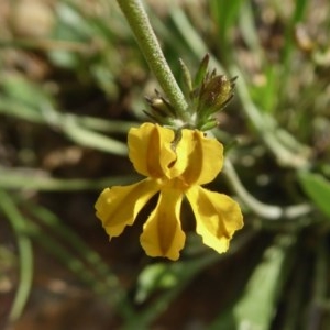 Goodenia bellidifolia subsp. bellidifolia at Yass River, NSW - 30 Oct 2020 04:17 PM