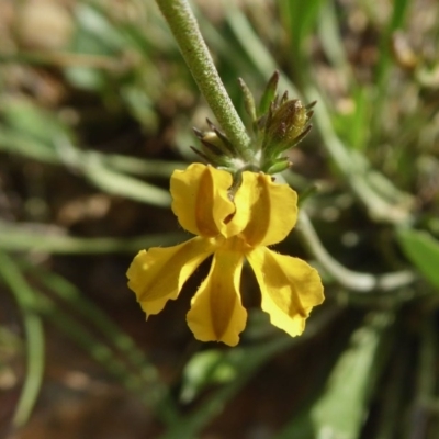 Goodenia bellidifolia subsp. bellidifolia (Daisy Goodenia) at Yass River, NSW - 30 Oct 2020 by SenexRugosus