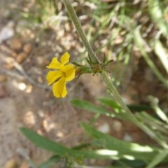 Goodenia bellidifolia subsp. bellidifolia at Yass River, NSW - 30 Oct 2020 04:17 PM