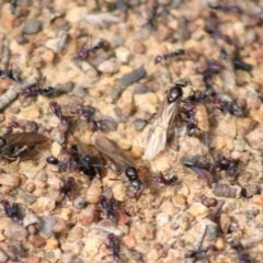 Iridomyrmex purpureus (Meat Ant) at Hughes, ACT - 29 Oct 2020 by kieranh
