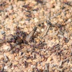 Iridomyrmex purpureus at Hughes, ACT - 29 Oct 2020