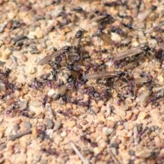 Iridomyrmex purpureus at Hughes, ACT - 29 Oct 2020