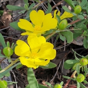 Hibbertia obtusifolia at Cook, ACT - 16 Oct 2020