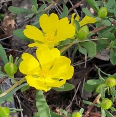 Hibbertia obtusifolia (Grey Guinea-flower) at Mount Painter - 15 Oct 2020 by drakes