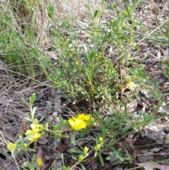 Hibbertia obtusifolia at Cook, ACT - 16 Oct 2020