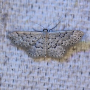 Idaea philocosma at O'Connor, ACT - 27 Nov 2019