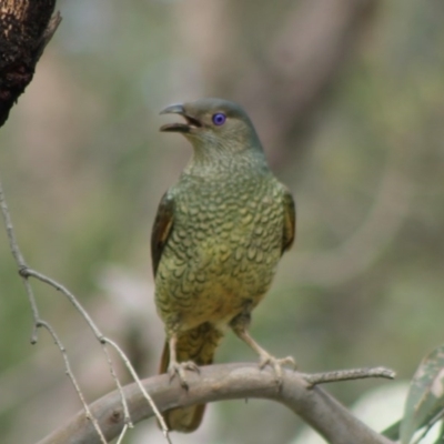 Ptilonorhynchus violaceus (Satin Bowerbird) at Red Hill Nature Reserve - 29 Oct 2020 by kieranh