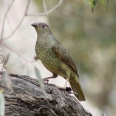 Ptilonorhynchus violaceus at Hughes, ACT - 29 Oct 2020