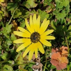 Arctotheca calendula (Capeweed, Cape Dandelion) at Cook, ACT - 4 Sep 2020 by drakes