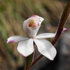 Caladenia alpina (Mountain Caps) at Tidbinbilla Nature Reserve - 31 Oct 2020 by shoko