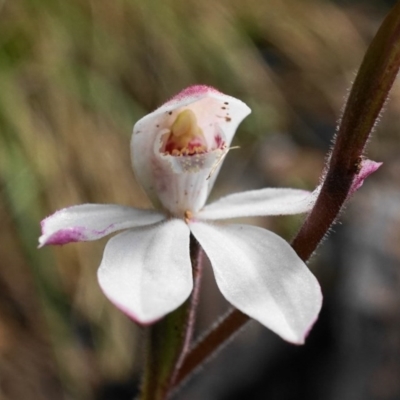 Caladenia alpina (Mountain Caps) at Tidbinbilla Nature Reserve - 31 Oct 2020 by shoko