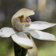 Caladenia alpina (Mountain Caps) at Paddys River, ACT - 1 Nov 2020 by shoko