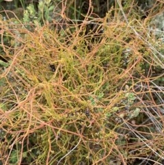 Cassytha sp. (Dodder) at Nanima, NSW - 1 Nov 2020 by 81mv