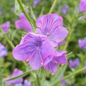 Echium plantagineum at Cook, ACT - 27 Oct 2020