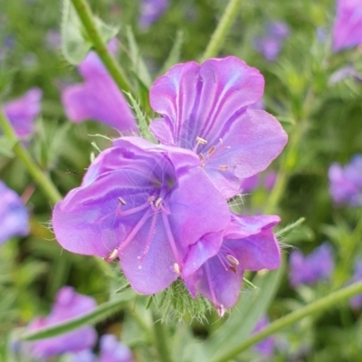 Echium plantagineum (Paterson's Curse) at Cook, ACT - 27 Oct 2020 by drakes