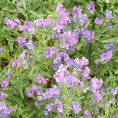 Echium plantagineum at Cook, ACT - 27 Oct 2020