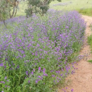 Echium plantagineum at Cook, ACT - 27 Oct 2020