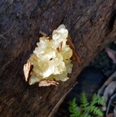 Tremella fuciformis (Snow Fungus) at Wingecarribee Local Government Area - 31 Oct 2020 by Aussiegall