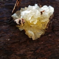 Tremella fuciformis at Penrose - 31 Oct 2020 04:41 PM