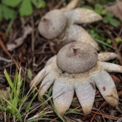 Geastrum sp. (Geastrum sp.) at Penrose, NSW - 31 Oct 2020 by Aussiegall