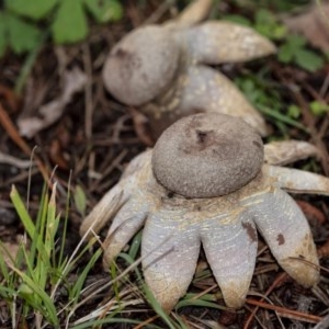 Geastrum sp. (genus) at Penrose - 31 Oct 2020 06:07 PM